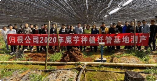 云南5000亩国内最大魔芋出产基地托管