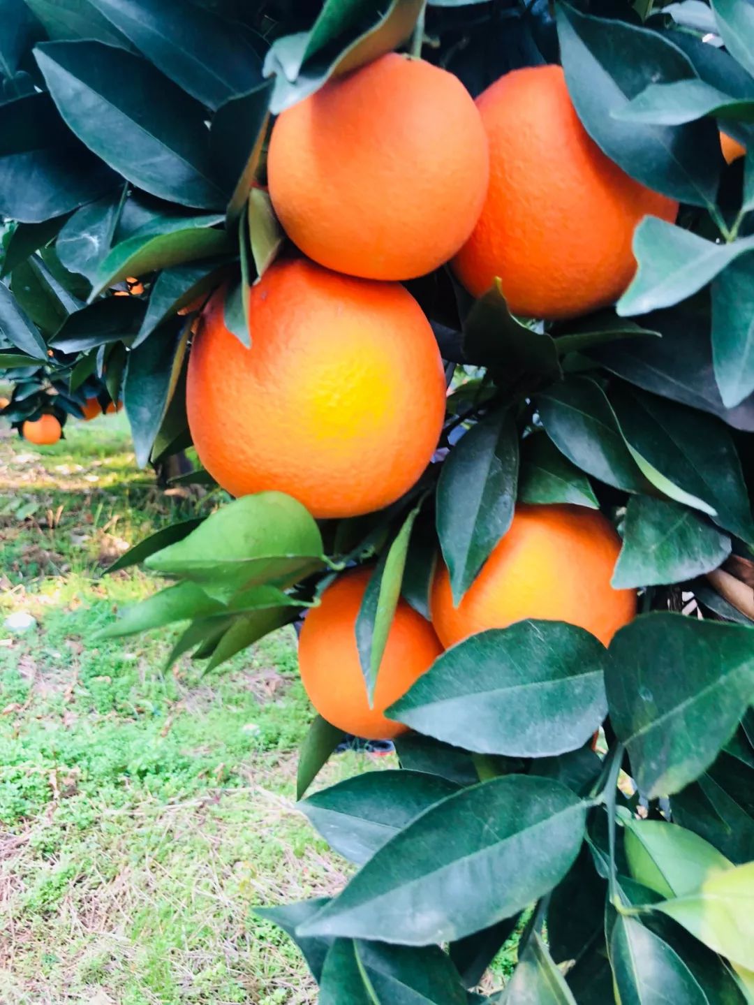 0ae1c7f979e89273a65a54f524e05e22