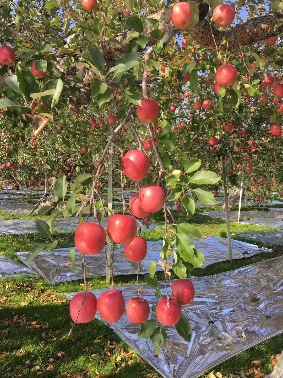 8acfc7942b7e03f6981dd41de8981a97