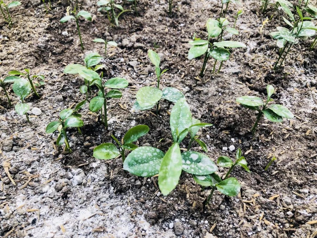 de0e0017f42a6a8c95e3573be8c72736