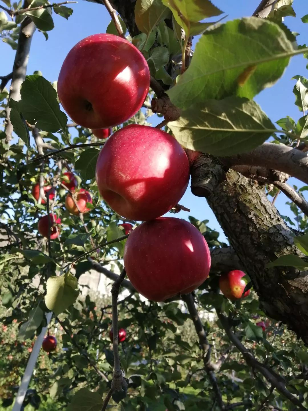 f54f44f7220f7a3eb06074b896a9444f