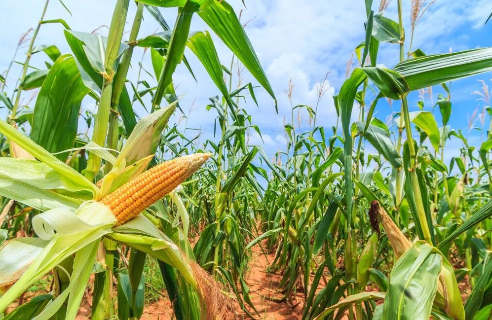 1218d6af5ee8bbc58add07314123b085