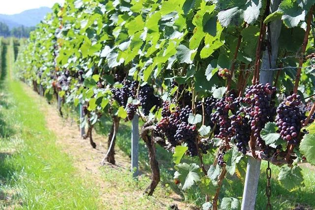 98e0d898310f611c512d8e1e0718de55