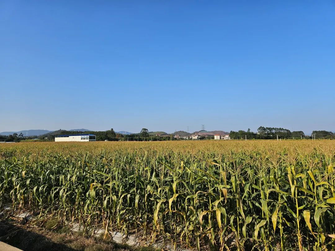 7a1e9f5e5366ba4c1fec9745cd8da00e